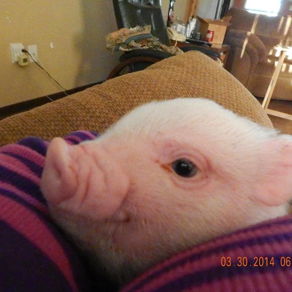 Meet your Posher, Zuma - Picture 1 of 1